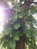 Epipremnum Aureus (Money Plant) Plant Climbing Tree.