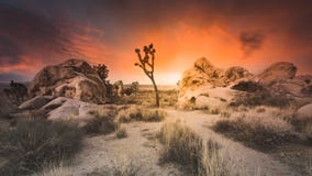 Episk torr ökensolnedgång över Joshua Tree National Park Boulders och högväxt gräs royaltyfria foton Episk torr ökensolnedgång över Joshua Tree National Park Boulders och högväxt gräs royaltyfria foton