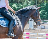 Equestrian sport dressage riding on a dressage course royalty free stock photo Equestrian sport dressage riding on a dressage course royalty free stock photo