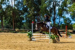 Equestrianism w Portugalskiej natura konia rezerwie zdjęcia stock Equestrianism w Portugalskiej natura konia rezerwie zdjęcia stock