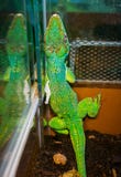 Equestris di anolis immagine stock libera da diritti Equestris di anolis immagine stock libera da diritti