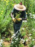 Equipe a plantação de flores em um jardim com um chapéu do sol fotografia de stock Equipe a plantação de flores em um jardim com um chapéu do sol fotografia de stock
