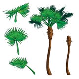Equipo de la palmera del Sabal stock de ilustración Equipo de la palmera del Sabal stock de ilustración