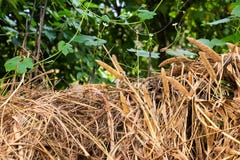 Erba asciutta che si trova fuori della stalla fotografia stock libera da diritti Erba asciutta che si trova fuori della stalla fotografia stock libera da diritti