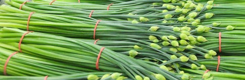 Erba cipollina cinese dei pacchi aka come erba cipollina di aglio con il germoglio di fiori immagine stock Erba cipollina cinese dei pacchi aka come erba cipollina di aglio con il germoglio di fiori immagine stock