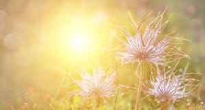 Erba fresca verde del giacimento di fiori della natura con le gocce di rugiada di mattina Bello bokeh su fondo vago Vista panoram immagine stock Erba fresca verde del giacimento di fiori della natura con le gocce di rugiada di mattina Bello bokeh su fondo vago Vista panoram immagine stock