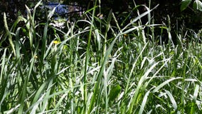 Erba succosa nel prato in primavera fotografia stock libera da diritti Erba succosa nel prato in primavera fotografia stock libera da diritti