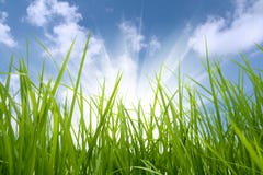 Erba verde e sole Erba verde e sole