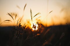 Erbe contro luce solare sopra il fondo del cielo nel tramonto Siluette delle erbe immagini stock Erbe contro luce solare sopra il fondo del cielo nel tramonto Siluette delle erbe immagini stock