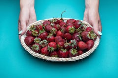 Erdbeeren in einem Korb Weibliche Hände stockfotos Erdbeeren in einem Korb Weibliche Hände stockfotos