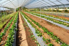 Erdbeerorganischer Gemüsegarten Lizenzfreies Stockbild Erdbeerorganischer Gemüsegarten Lizenzfreies Stockbild