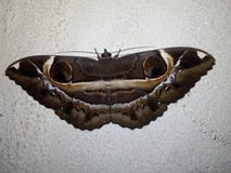 Erebus ephesperis The Owl Moth butterfly on a wall
