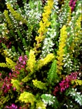 Erica sativa blommor i blomningbakgrund och tapeter i bästa högkvalitativa tryck arkivbilder Erica sativa blommor i blomningbakgrund och tapeter i bästa högkvalitativa tryck arkivbilder