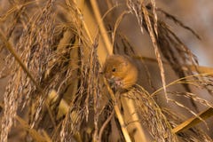 Erntemaus in den Schilfen stockfotos Erntemaus in den Schilfen stockfotos