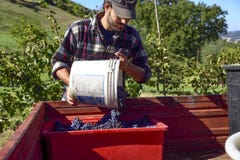 Ernten Sie, Landwirt bei der Arbeit in den italienischen Weinbergen sammeln Trauben für lizenzfreies stockfoto Ernten Sie, Landwirt bei der Arbeit in den italienischen Weinbergen sammeln Trauben für lizenzfreies stockfoto