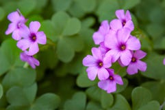 Erodium Ciconium, Storksbills Photo stock Erodium Ciconium, Storksbills Photo stock