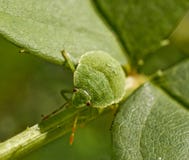 Errore di programma verde Errore di programma verde