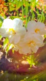 Erstaunliche wei?e Blumen stockfotos Erstaunliche wei?e Blumen stockfotos