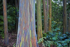 Erstaunlicher Regenbogeneukalyptus stockbilder Erstaunlicher Regenbogeneukalyptus stockbilder