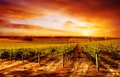 Erstaunlicher Weinberg-Sonnenuntergang Lizenzfreie Stockfotografie Erstaunlicher Weinberg-Sonnenuntergang Lizenzfreie Stockfotografie