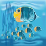 Ertsadervissen, mariene vissen, bek coralfish, copperband butterflyfish, vector illustratie Ertsadervissen, mariene vissen, bek coralfish, copperband butterflyfish, vector illustratie
