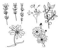Ervas e floweres selvagens Ajuste das flores da Botânica Lúpulo ilustração do vetor Ervas e floweres selvagens Ajuste das flores da Botânica Lúpulo ilustração do vetor