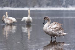 Erwachsener Cygnet-Winterszene stockfotografie Erwachsener Cygnet-Winterszene stockfotografie