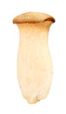 eryngii królewiątka pieczarki ostrygi pleurotus Zdjęcie Stock eryngii królewiątka pieczarki ostrygi pleurotus Zdjęcie Stock