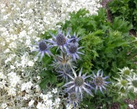 Eryngium amethystinum Sea Holly royalty free stock image Eryngium amethystinum Sea Holly royalty free stock image