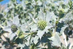 Eryngium Maritimum Stock Image Eryngium Maritimum Stock Image