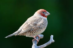 Erythrocephala Red-headed d'amadina de pinson image stock Erythrocephala Red-headed d'amadina de pinson image stock