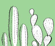 Esboce a ilustração tirada mão do vetor com os dois cactos para cartões e os cartazes preto e branco no verde ilustração royalty free Esboce a ilustração tirada mão do vetor com os dois cactos para cartões e os cartazes preto e branco no verde ilustração royalty free