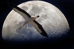 Escape a la luna Escape a la luna