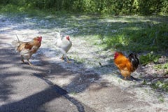 Escaped chickens royalty free stock photo Escaped chickens royalty free stock photo