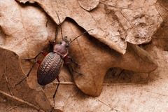 Escarabajo de tierra en las hojas secas del roble del a?o pasado fotografía de archivo Escarabajo de tierra en las hojas secas del roble del a?o pasado fotografía de archivo