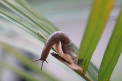 Escargot photos libres de droits Escargot photos libres de droits