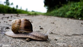 Escargot allemand de vigne photo libre de droits Escargot allemand de vigne photo libre de droits