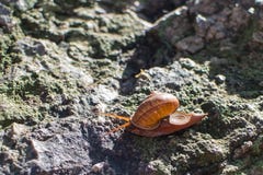 Escargot passant la pierre Photos libres de droits Escargot passant la pierre Photos libres de droits