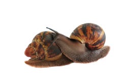 Escargot sur un fond blanc photographie stock Escargot sur un fond blanc photographie stock
