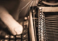 Image result for gatos escribiendo a maquina