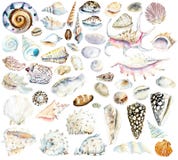 escudos Ilustração tirada mão da aquarela ilustração royalty free escudos Ilustração tirada mão da aquarela ilustração royalty free