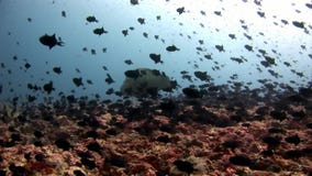 Escuela de los pescados y del wrasse de Napoleon subacuáticos en el fondo del mar en Maldivas almacen de metraje de vídeo Escuela de los pescados y del wrasse de Napoleon subacuáticos en el fondo del mar en Maldivas almacen de metraje de vídeo