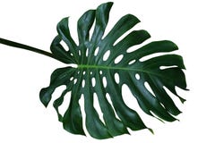 Escuro - folha tropical verde do deliciosa de Monstera, a separação-folha p foto de stock royalty free Escuro - folha tropical verde do deliciosa de Monstera, a separação-folha p foto de stock royalty free