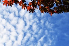 Esdoornbomen en blauwe hemel met wolken stock fotografie Esdoornbomen en blauwe hemel met wolken stock fotografie