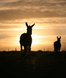 Esel im Sonnenuntergang lizenzfreie stockfotografie Esel im Sonnenuntergang lizenzfreie stockfotografie