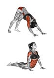 Esercitazione di forma fisica Indiano spinta-UPS femmina royalty illustrazione gratis Esercitazione di forma fisica Indiano spinta-UPS femmina royalty illustrazione gratis