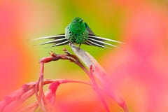 Espina-cola agradable del verde del colibrí, conversii de Discosura con las flores rosadas y rojas borrosas en el fondo, La Paz, fotos de archivo libres de regalías Espina-cola agradable del verde del colibrí, conversii de Discosura con las flores rosadas y rojas borrosas en el fondo, La Paz, fotos de archivo libres de regalías
