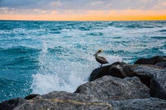 Espirrando o pelicano imagem de stock royalty free Espirrando o pelicano imagem de stock royalty free