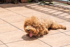 Esposizione al sole del cane come terapia per alleviare pelle che prude fotografia stock libera da diritti Esposizione al sole del cane come terapia per alleviare pelle che prude fotografia stock libera da diritti