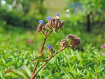 Espèces d'†de Cynotis Tuberosa les « de la fleur ont trouvé dans le plateau de Kaas Photographie stock